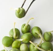 Image of GM peas