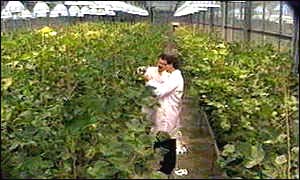 Two scientists in a glasshouse